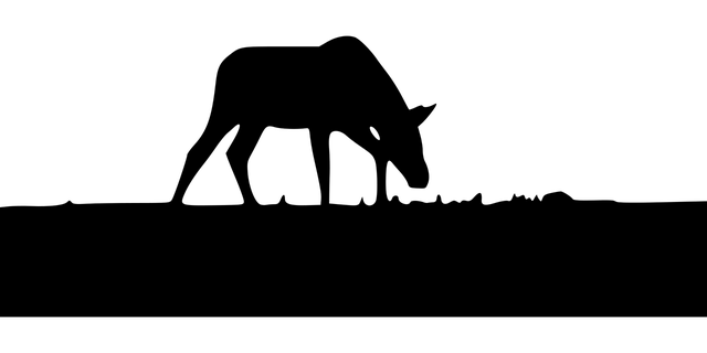 Equestrian Canada